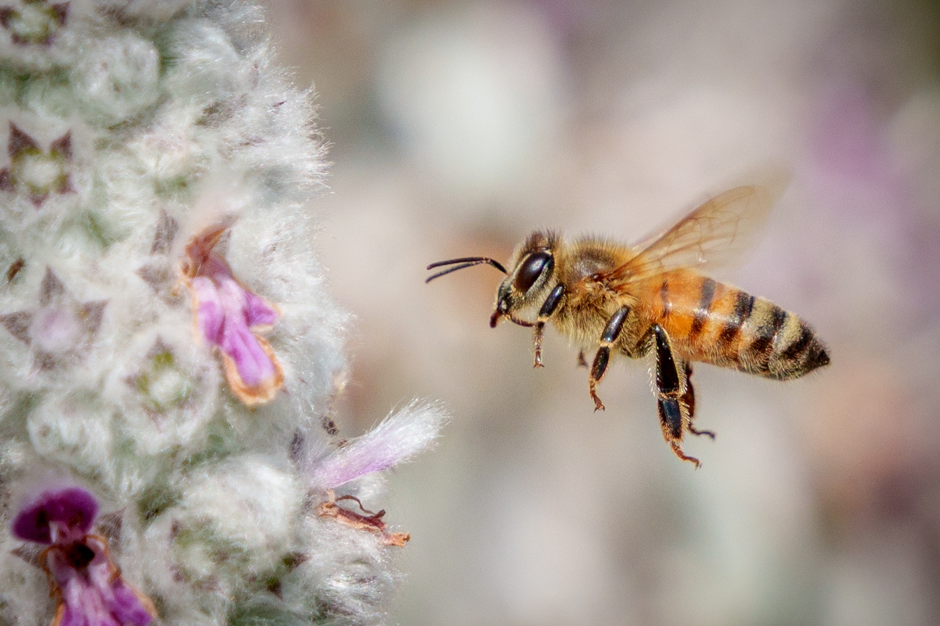 Bee in flight near lamb's ear